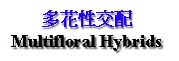 Hybrids-Multifloral.JPG