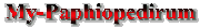 My-Paphiopedirum-mini.GIF