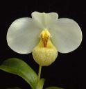 emersonii-B