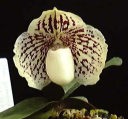 godefroyae-A