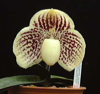 leucochilum-d.JPG