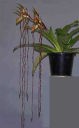 sanderianum