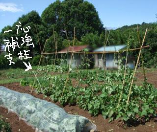 �䕗��Q