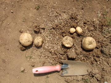 potato