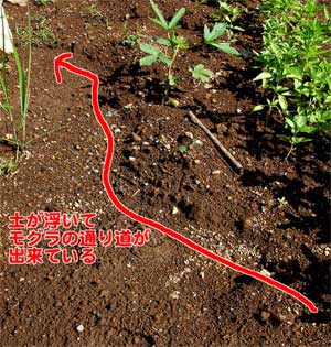 ���O���̒ʂ蓹