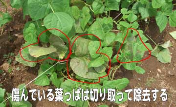 �C���Q��