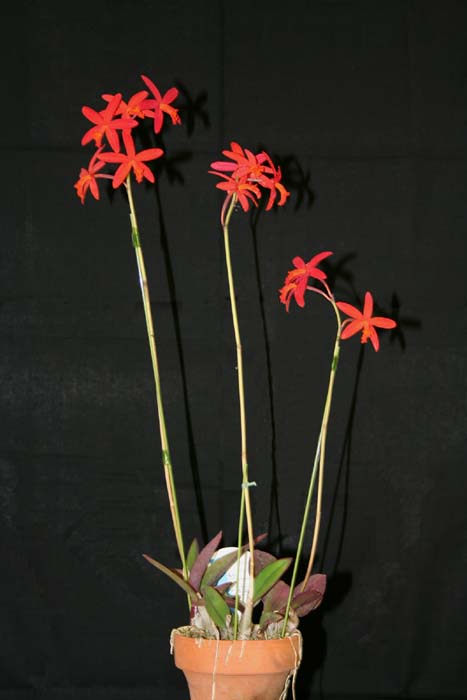 2009shonan-summer-C-milleri-BM