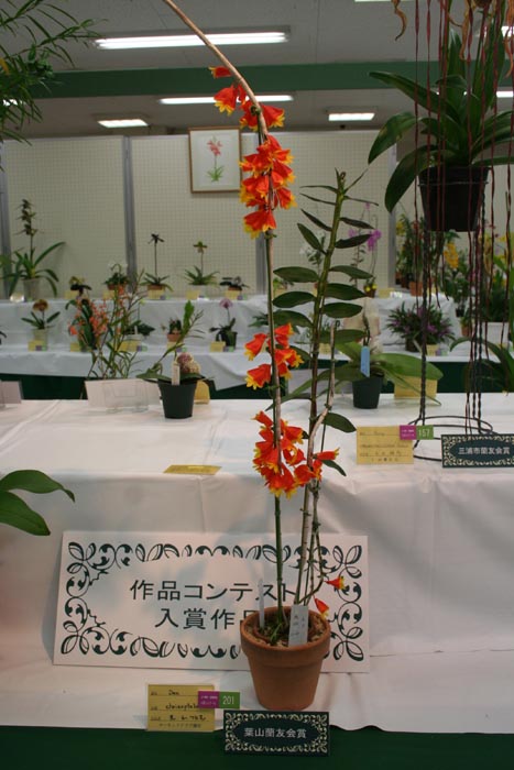 2009shonan-summer-hayamasyou