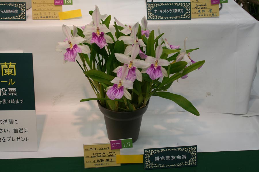 2009shonan-summer-kamakurasyou