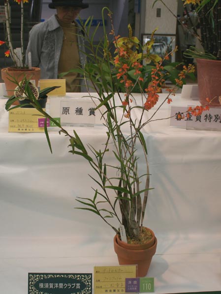 2009shonan-summer-yokosukasyou