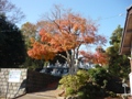 紅葉