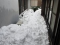 雪日陰