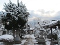 雪参道