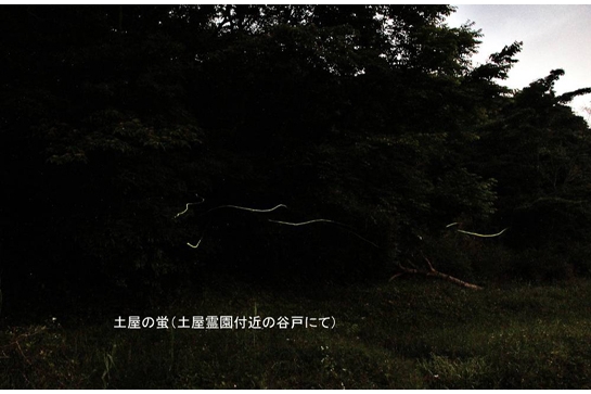 土屋の蛍.jpg