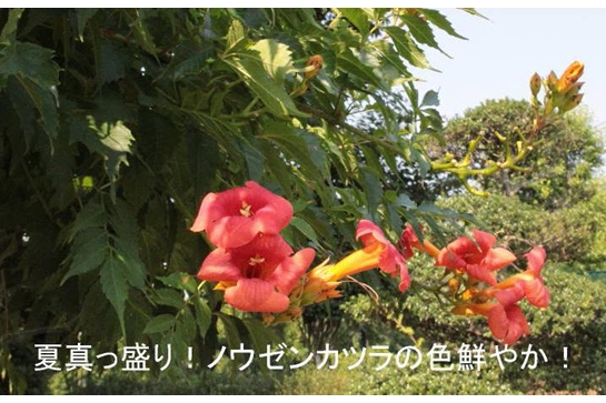 ノウゼンカヅラ.jpg