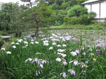 6月には菖蒲が咲き誇ります