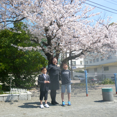 桜満開、大磯小学校の入学式