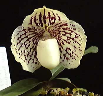 godefroyae