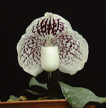 godefroyae-c.JPG