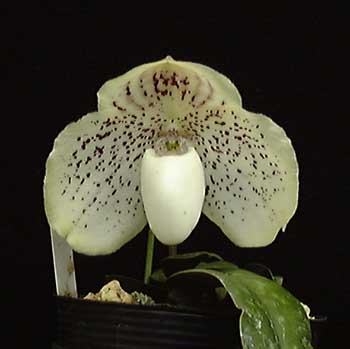 leucochilum-b